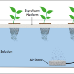 Aquaponic System